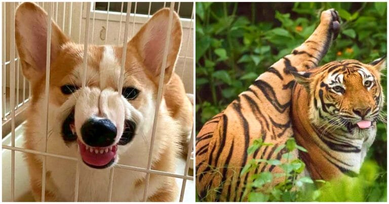 17 animale care sunt distractive, dar care se comportă imprevizibil și puțin alarmant