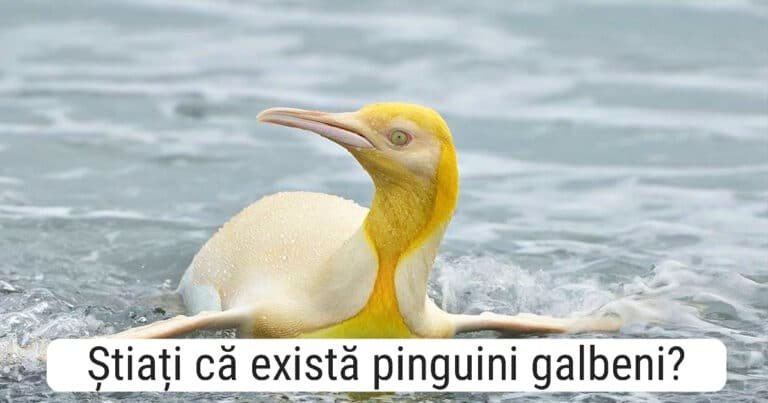 Un pinguin galben rar a fost fotografiat pentru prima dată pe o insulă de lângă Georgia de Sud