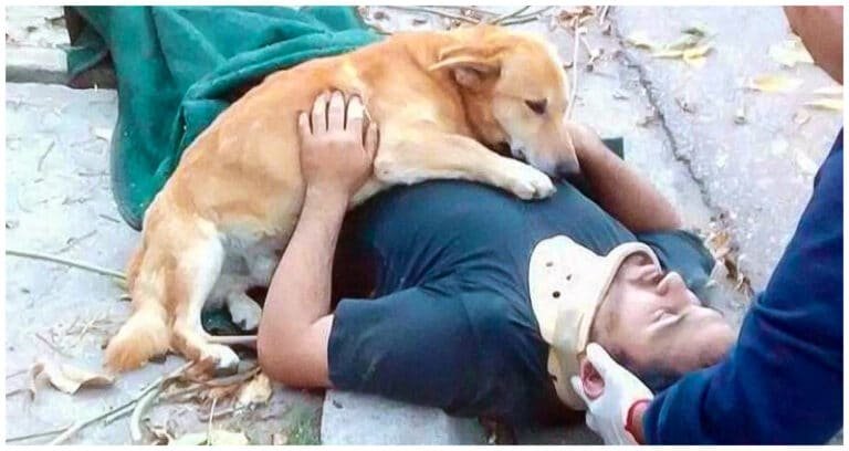 17 imagini uimitoare care dovedesc cât de minunați sunt câinii