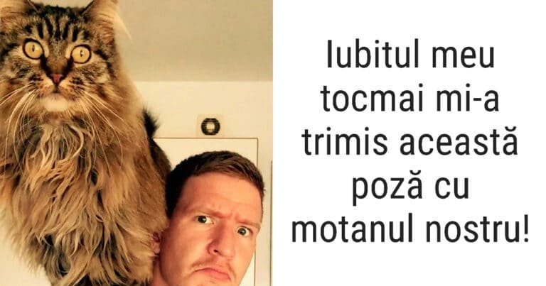 20 dintre cele mai amuzante poze cu pisici de pe internet