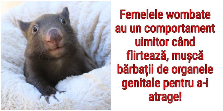 20 de fapte despre animale care te vor lăsa fără cuvinte