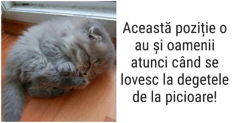 20 de imagini care dovedesc că animalele sunt la fel ca oamenii, dar în haine de blană