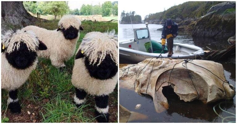 18 imagini uimitoare care dovedesc că natura ascunde mai mult de un as în mânecă