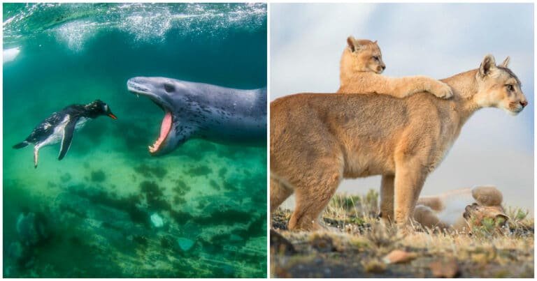 20 de imagini spectaculoase de la câștigătorii premiului World Nature Photography