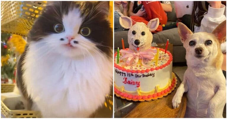 16 fotografii cu animale care vindecă sufletul și care acționează ca un medicament care ridică starea de spirit