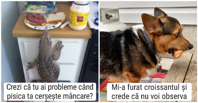 20 de exemple hilare de animale de companie prinse în timp ce vor să fure mâncare
