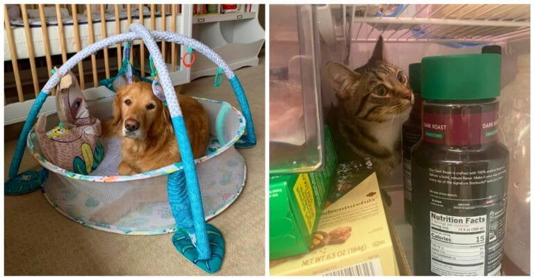 16 animale care pun mereu ceva la cale pentru ca stăpânii lor să le acorde atenție