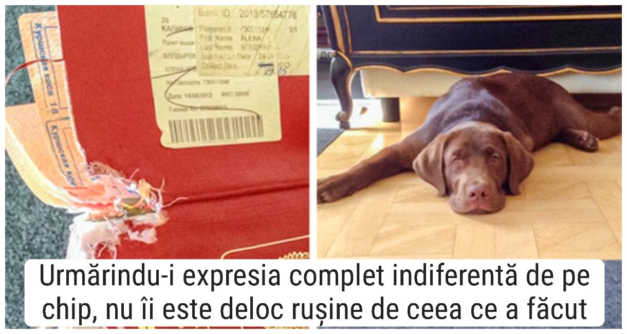 20 de fotografii comice ce suprind dezastrele pe care le pot face animalele de companie