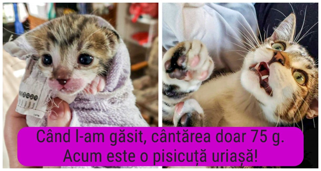 20 de animăluțe pufoase care s-au transformat din bulgări mici de blană în lupi și pisicuțe mari