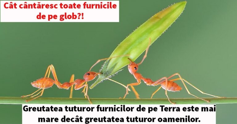 35 de curiozități despre lumea fantastică în care trăim
