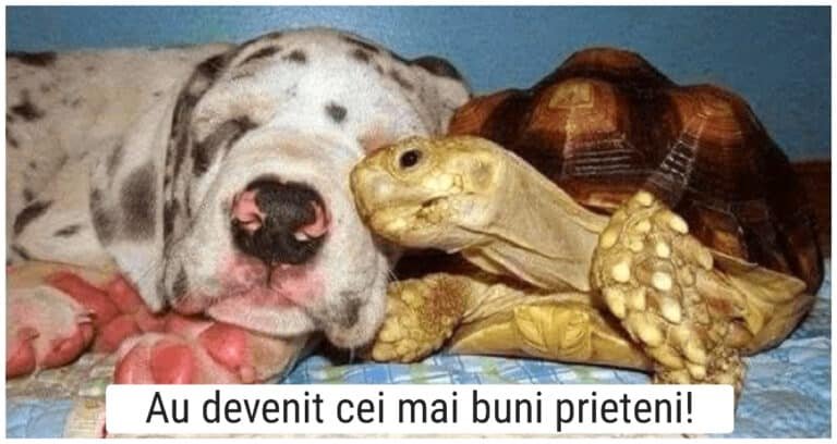 O broască țestoasă orfană a fost crescută alături de un grup de câini, iar acum sunt de nedespărțit