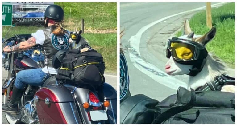 18 fotografii vesele care vă vor ține de cald chiar și într-o zi ploioasă