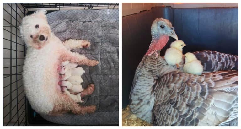 16 animale care și-au asumat bucuria de a fi mame și sunt mândre să ne arate puii