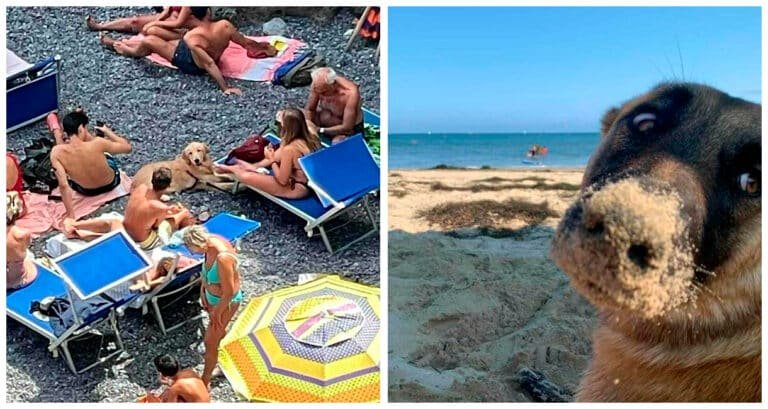 20 de câini amuzanți și adorabili care au fost fotografiați pe furiș