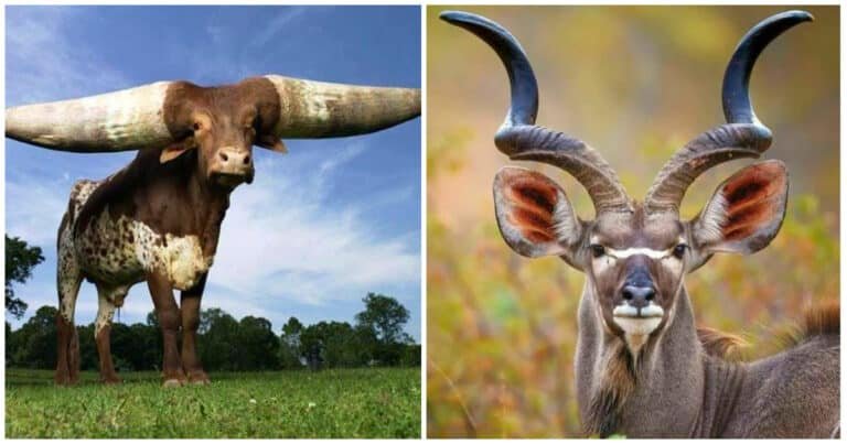 12 fotografii cu animale incredibile care fascinează prin frumusețea și măreția lor