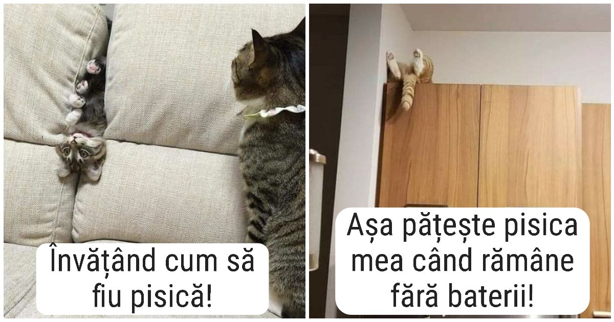 20 dintre cele mai caraghioase pisici surprinse de camerele de luat vederi
