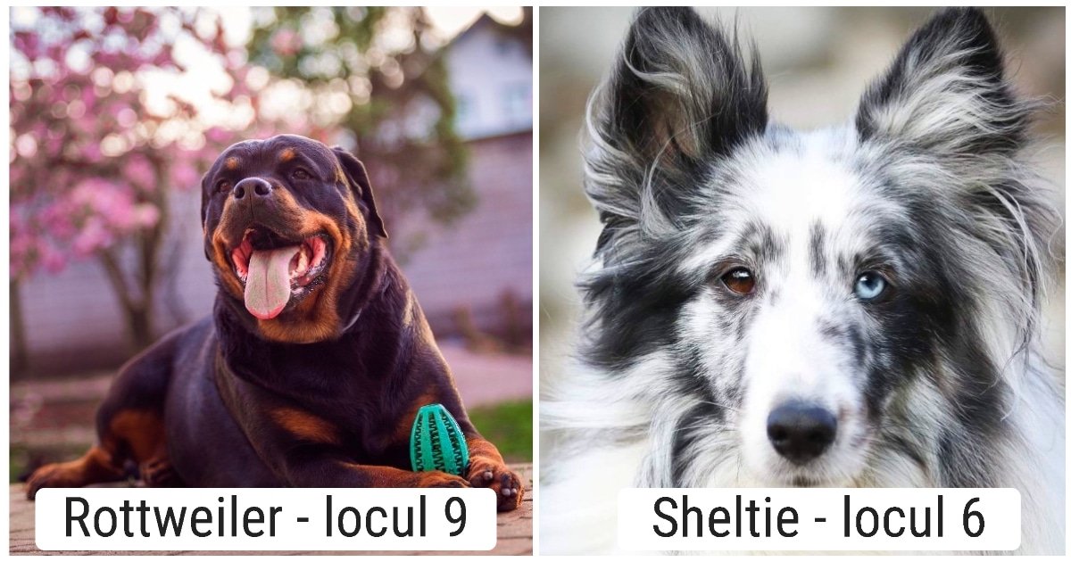 20 dintre cei mai inteligenți câini care sunt adevărați genii în lumea patrupedelor