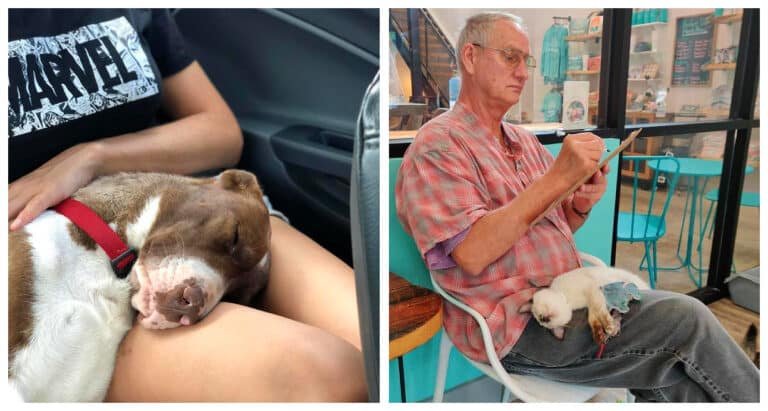 17 imagini care dovedesc că animalele de companie sunt mai înduioșătoare atunci când dorm