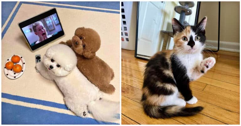 16 fotografii cu animale drăguțe care îți vor umple sufletul de emoții