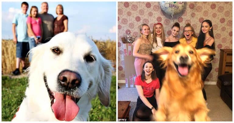 20 de momente amuzante în care animalele de companie au făcut poze de familie mai bune