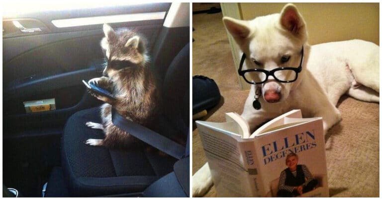 20 de fotografii cu animale amuzante care fac lucruri umane