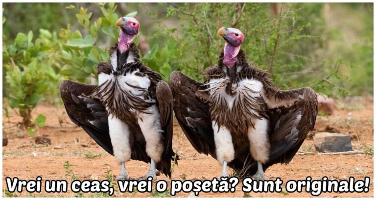 17 fotografii comice cu animale sălbatice care te vor face să zâmbești