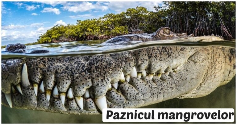 16 fotografii cu minuni ale naturii care au câștigat concursul anual de fotografie „Mangrove Photography Awards”