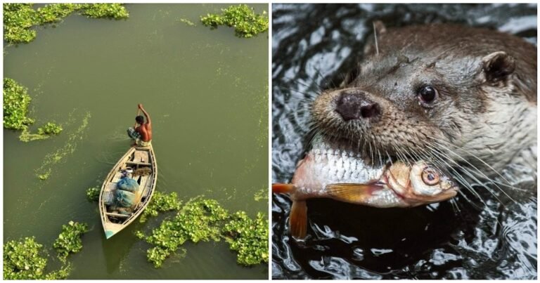 Află cum îi ajută vidrele din Bangladesh pe pescari să prindă pește